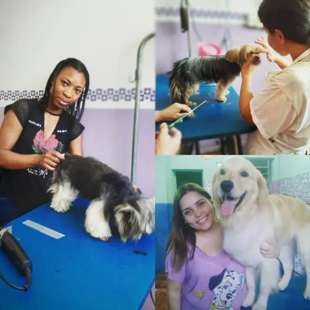 Curso Banho e Tosa profissionalizante  - Foto 2