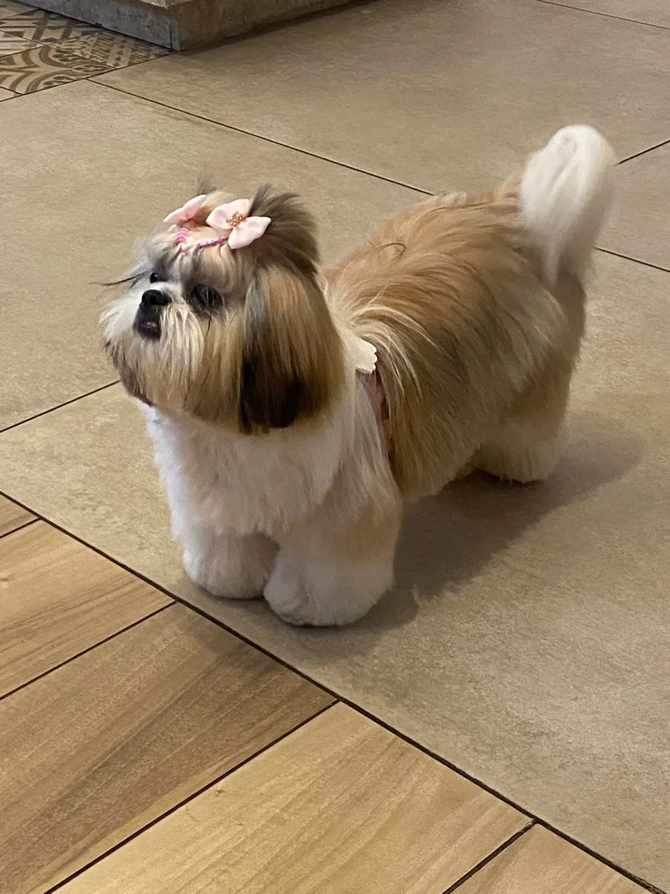Vendo SHIH TZU - Foto 3