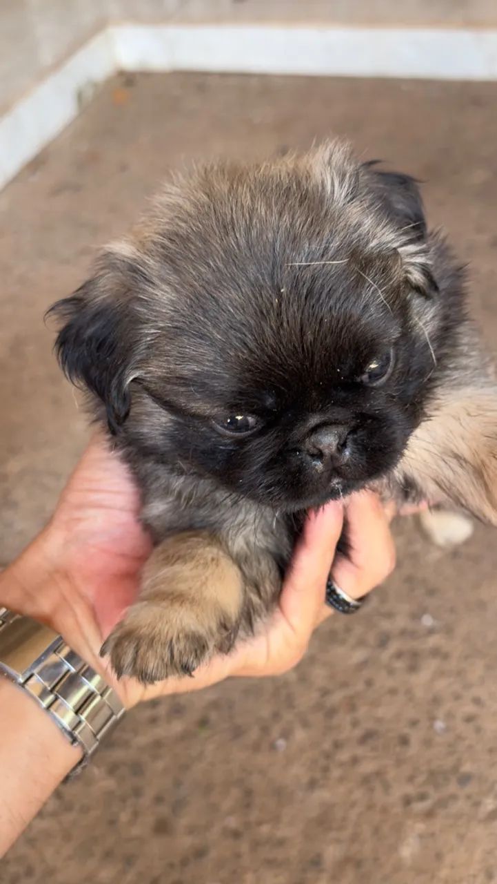Filhotes de PUG macho  - Foto 2