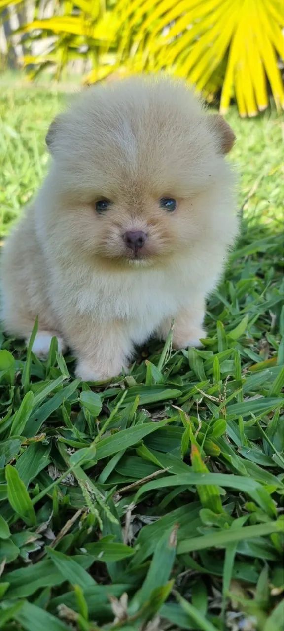 Filhotes de Lulu da Pomerania anão fêmea e machinho - Foto 2