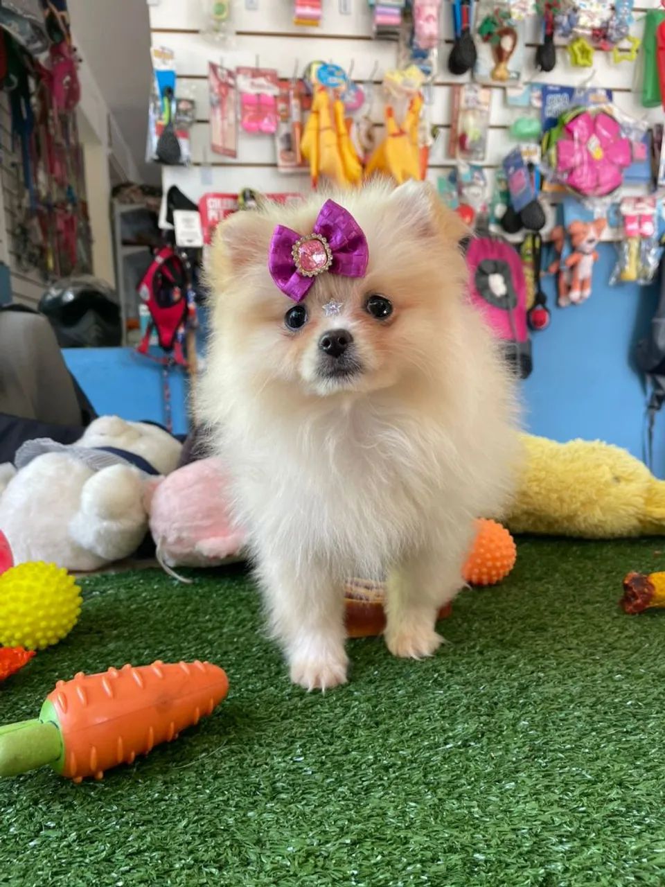 Spitz alemão fêminha uma princesa 