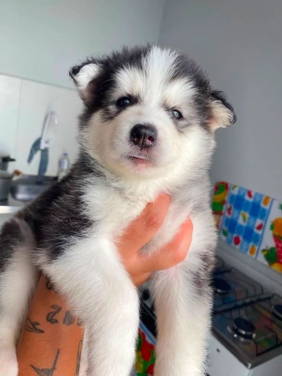 Husky Siberiano canil  - Foto 2