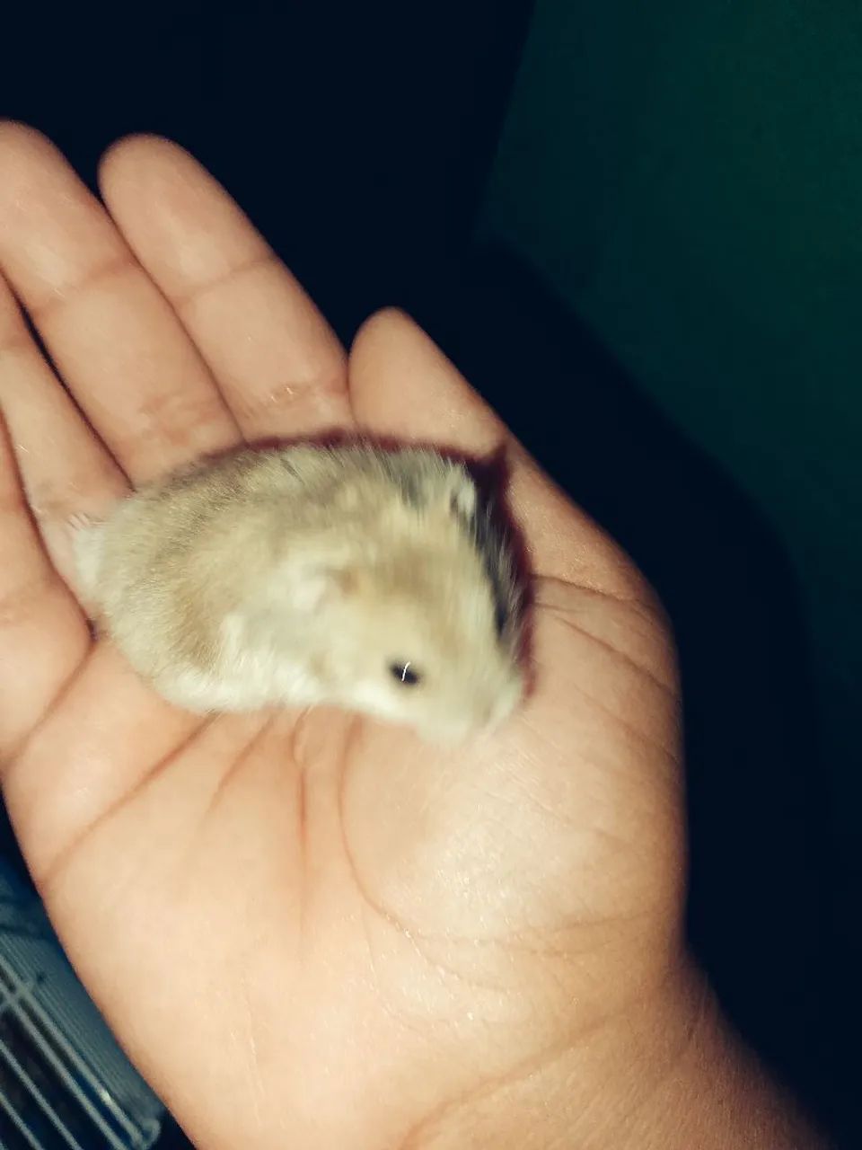 Hamster - Foto 3