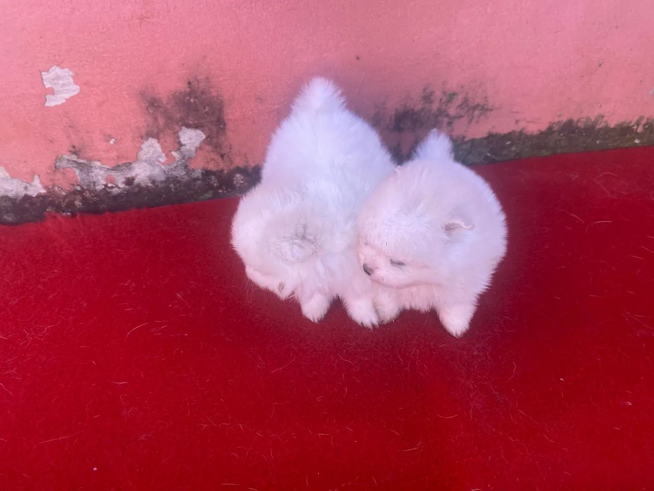 Spitz alemão anao - Foto 3