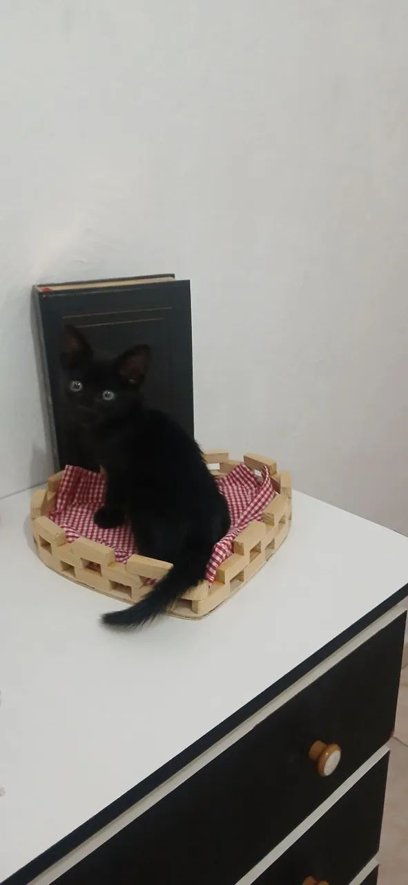 Adoção responsável - gatinha filhote - Foto 6