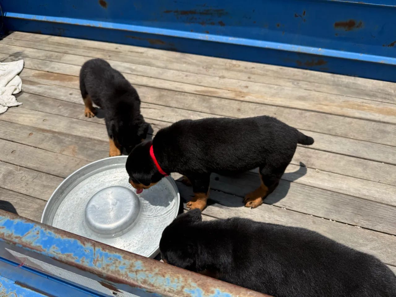Filhotes de Rottweiler Puros  - Foto 4