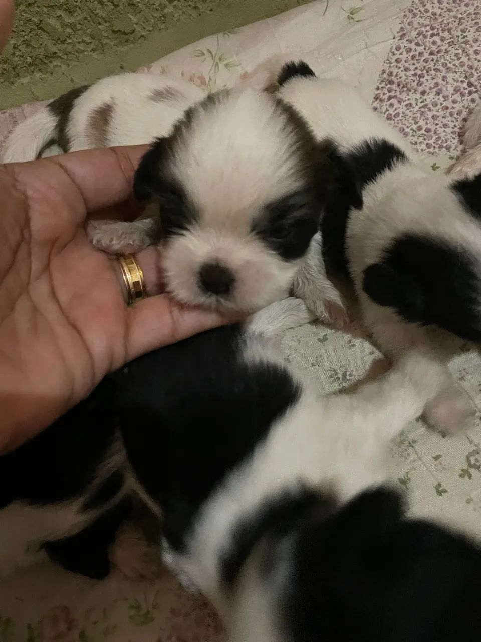 Cachorros raça shitzu.