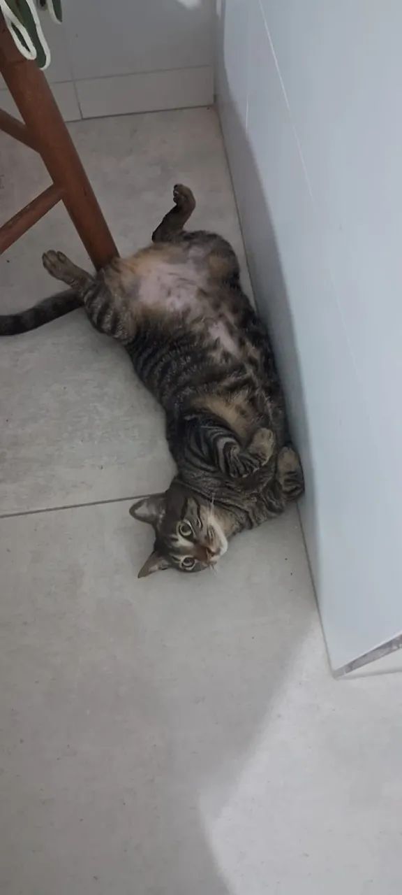 Gata tigrada para adoção  - Foto 3