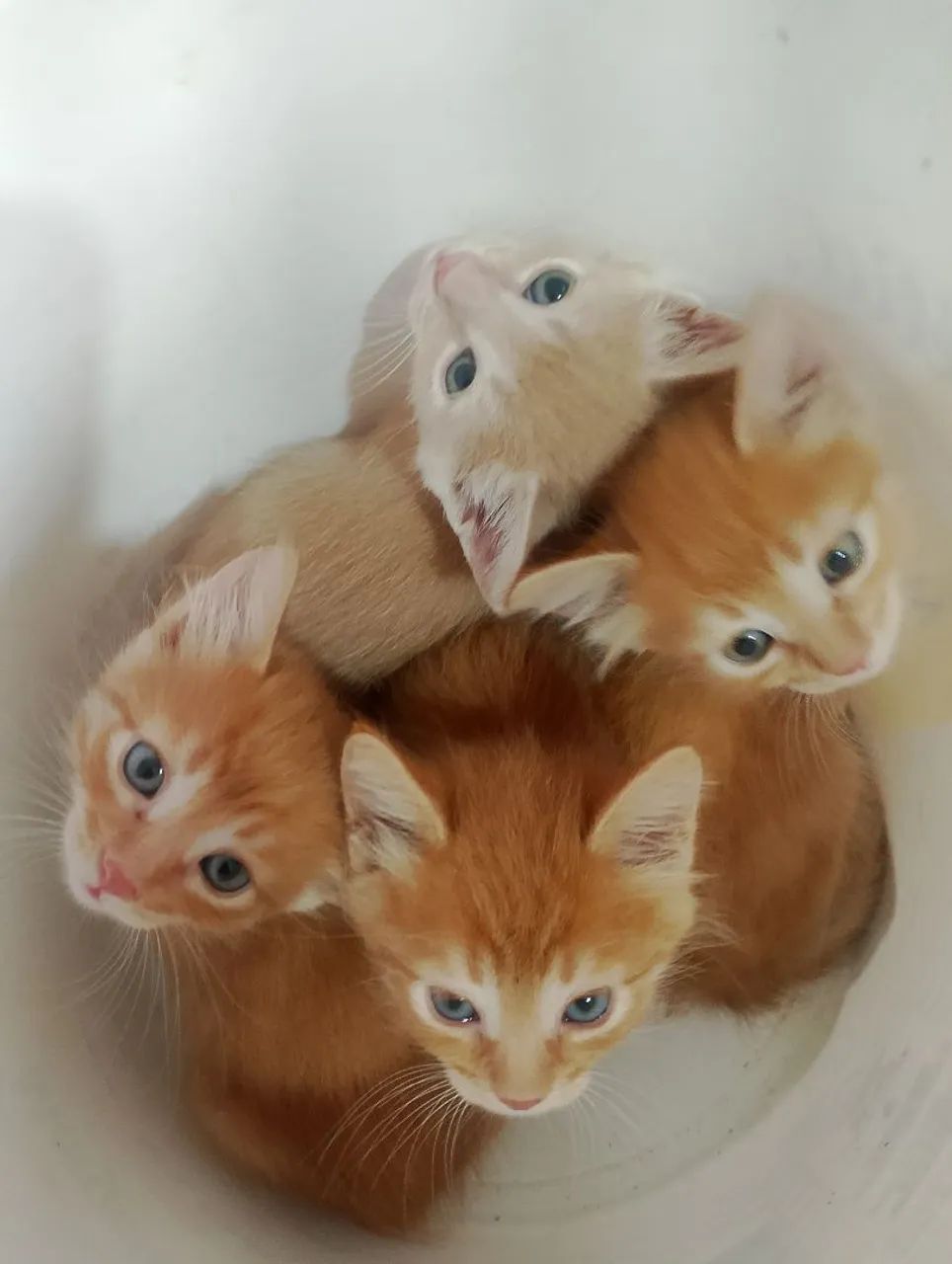 Gatinho doação  - Foto 2