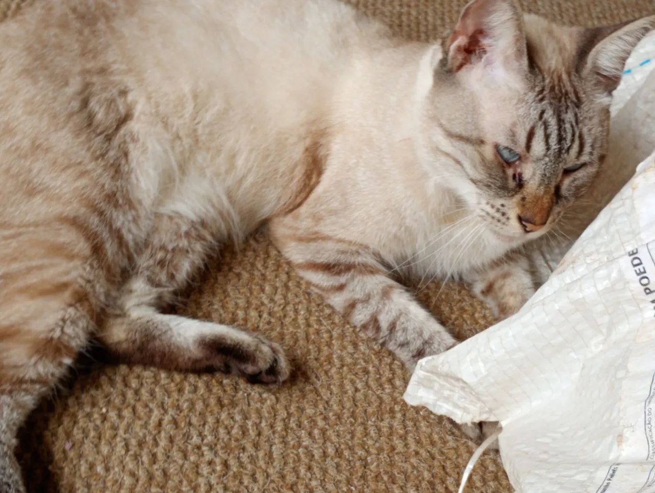 Gato - Foto 5