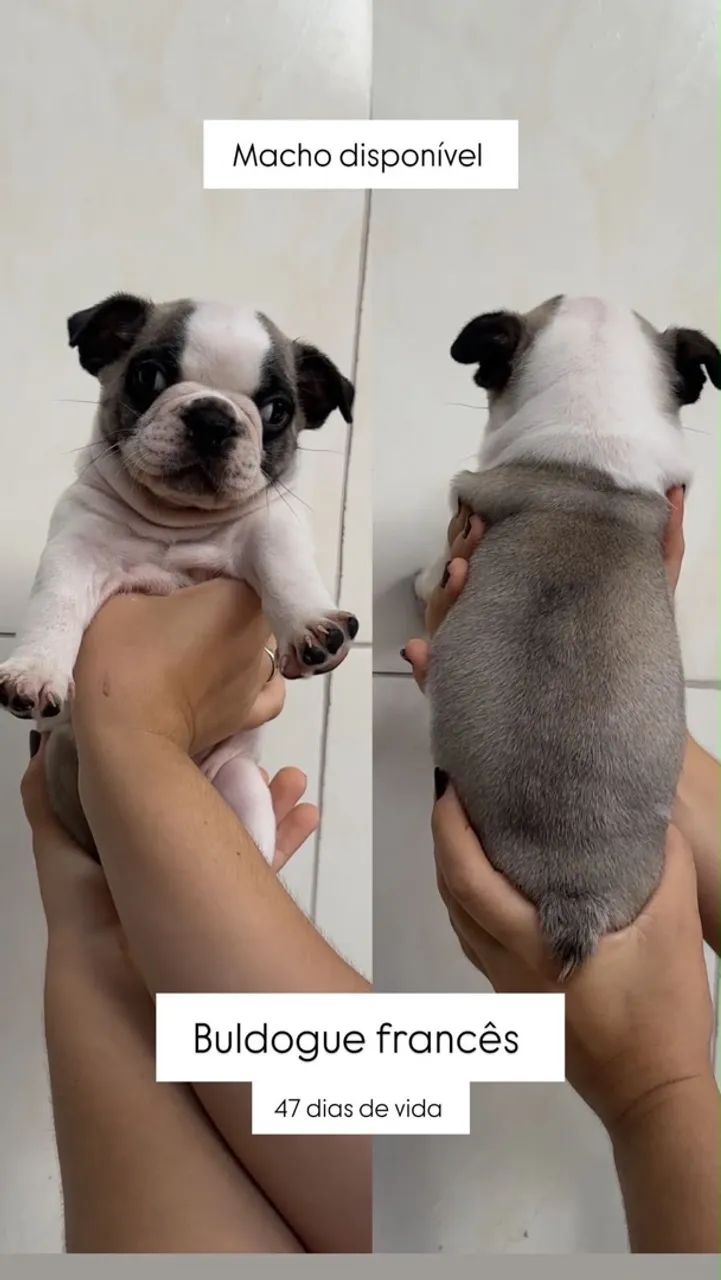 cachorro  - Foto 2