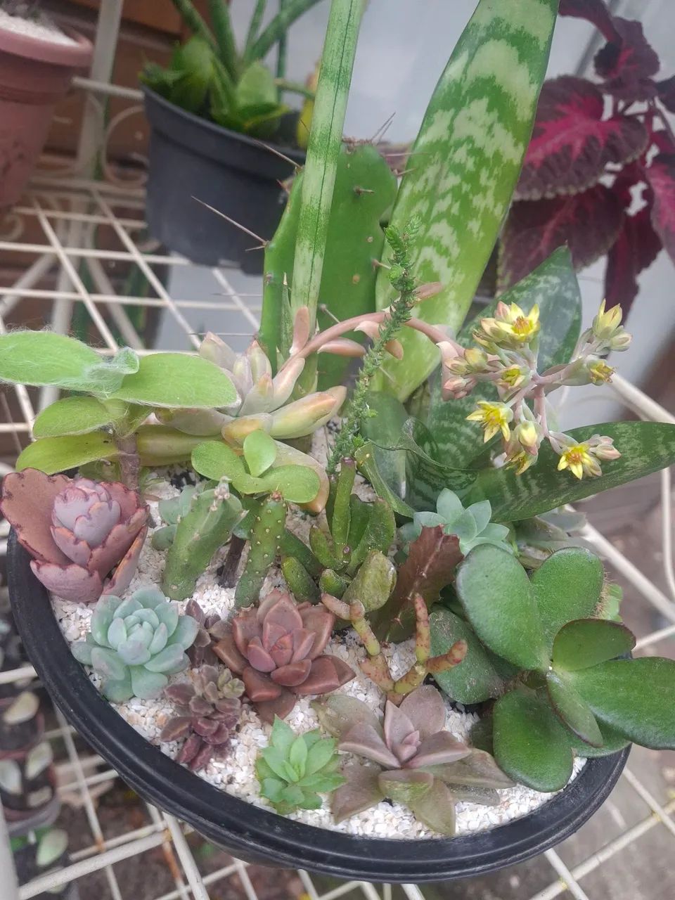 Mini Jardim - Foto 5