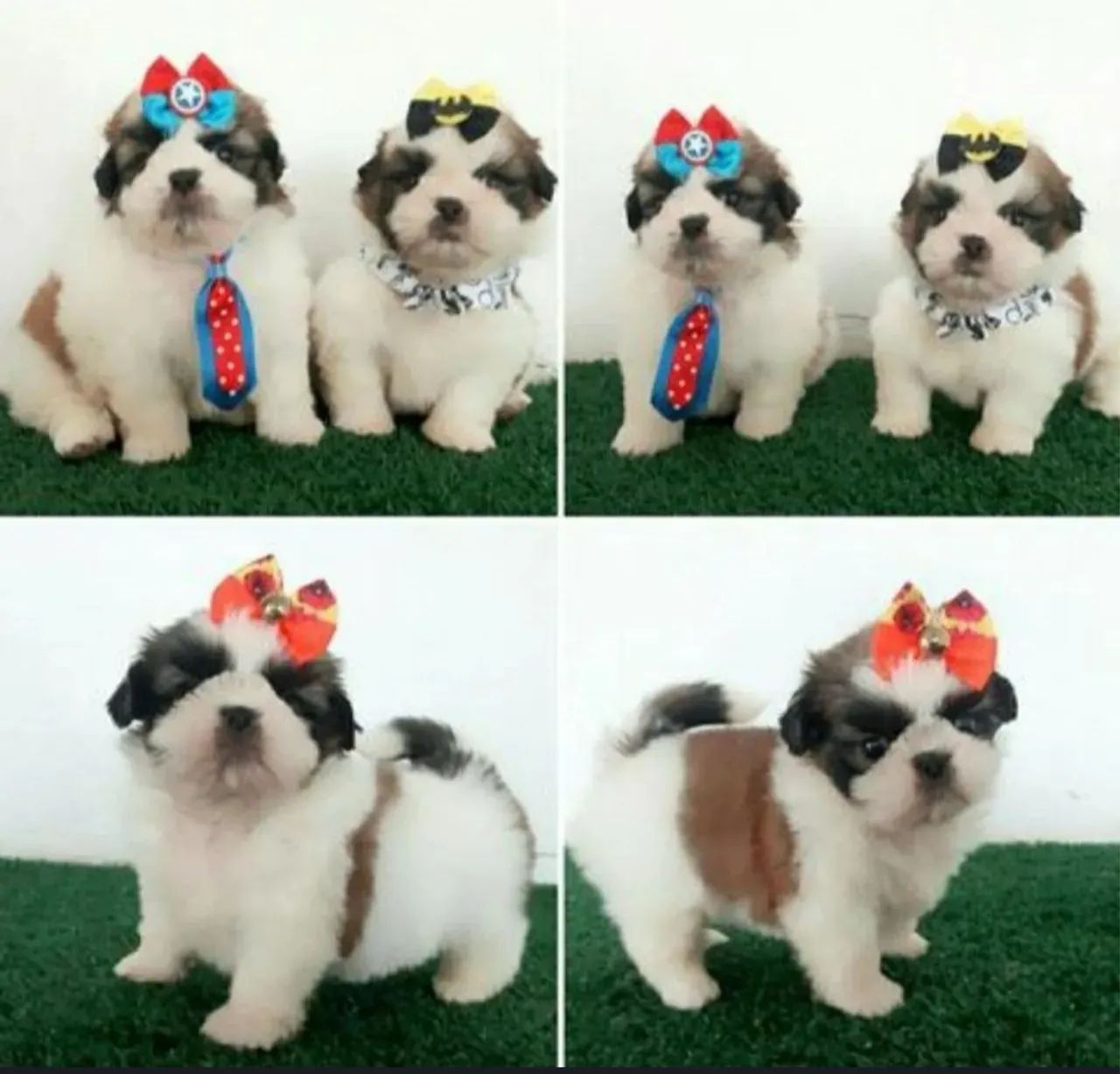 Mini shitzu filhote com consulta e garantia tando da raça quanto da saúde  - Foto 4