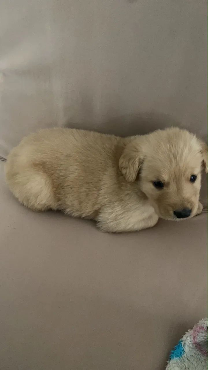 Golden retriever  - Foto 2