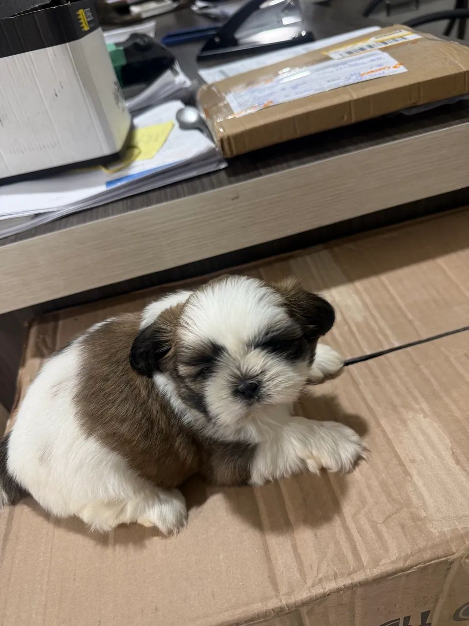 Fêmea shi-tzu - Foto 2