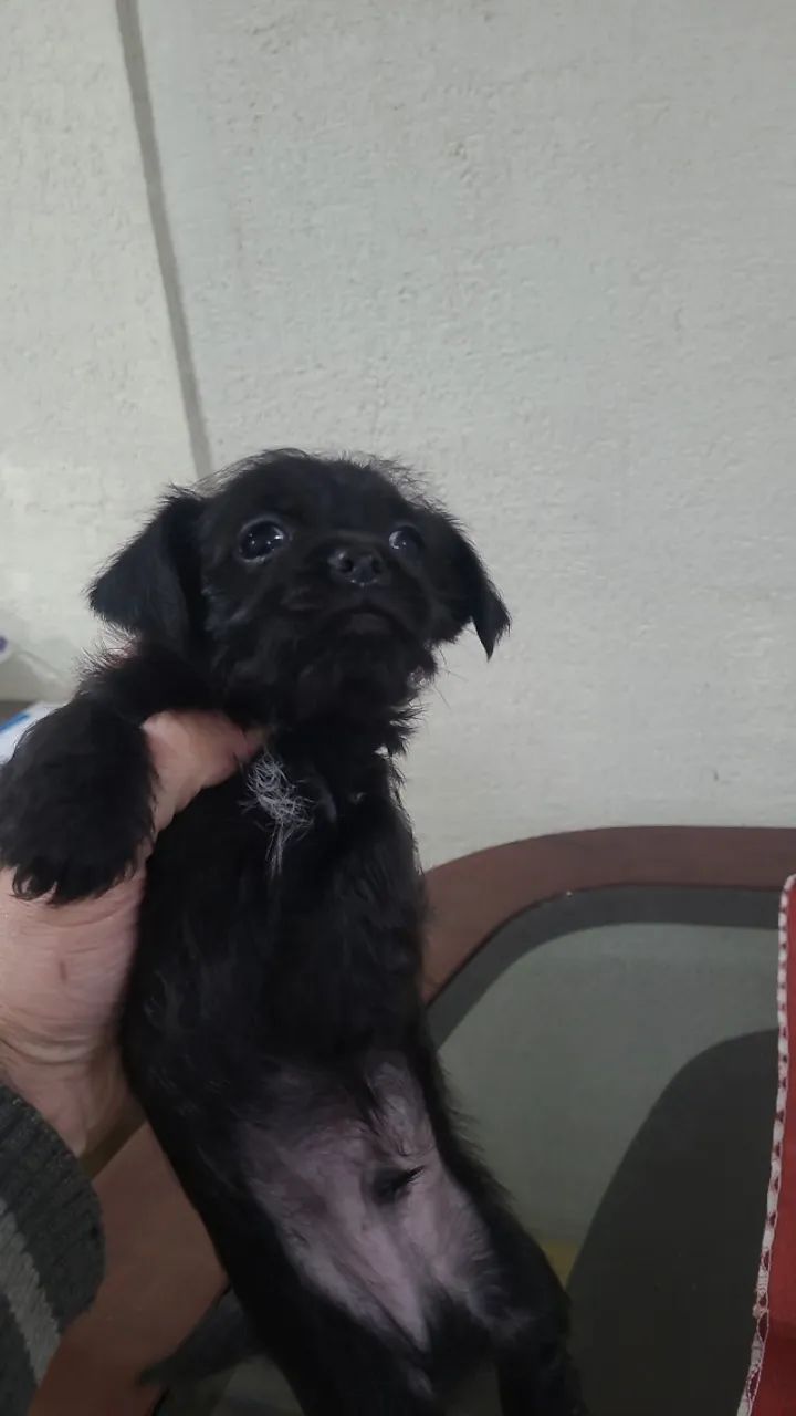 Cachorro - Foto 5