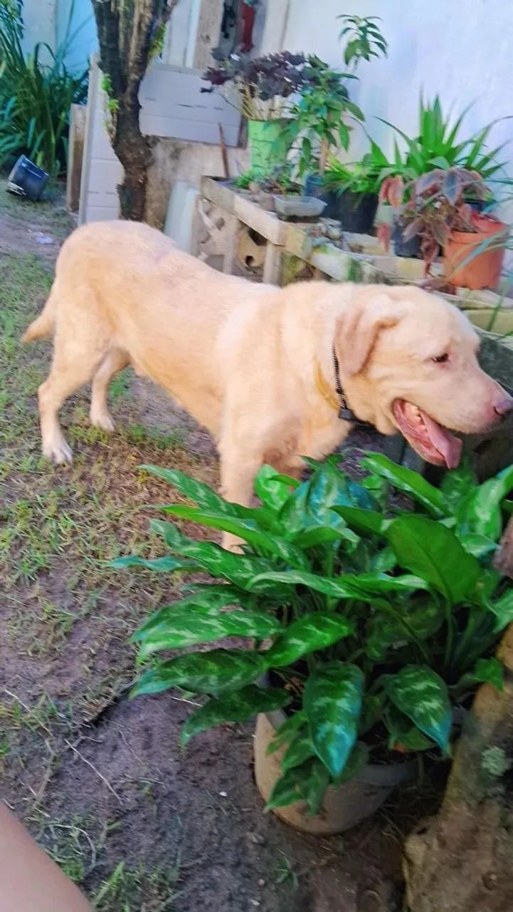 Labrador para adoção responsavel - Foto 2