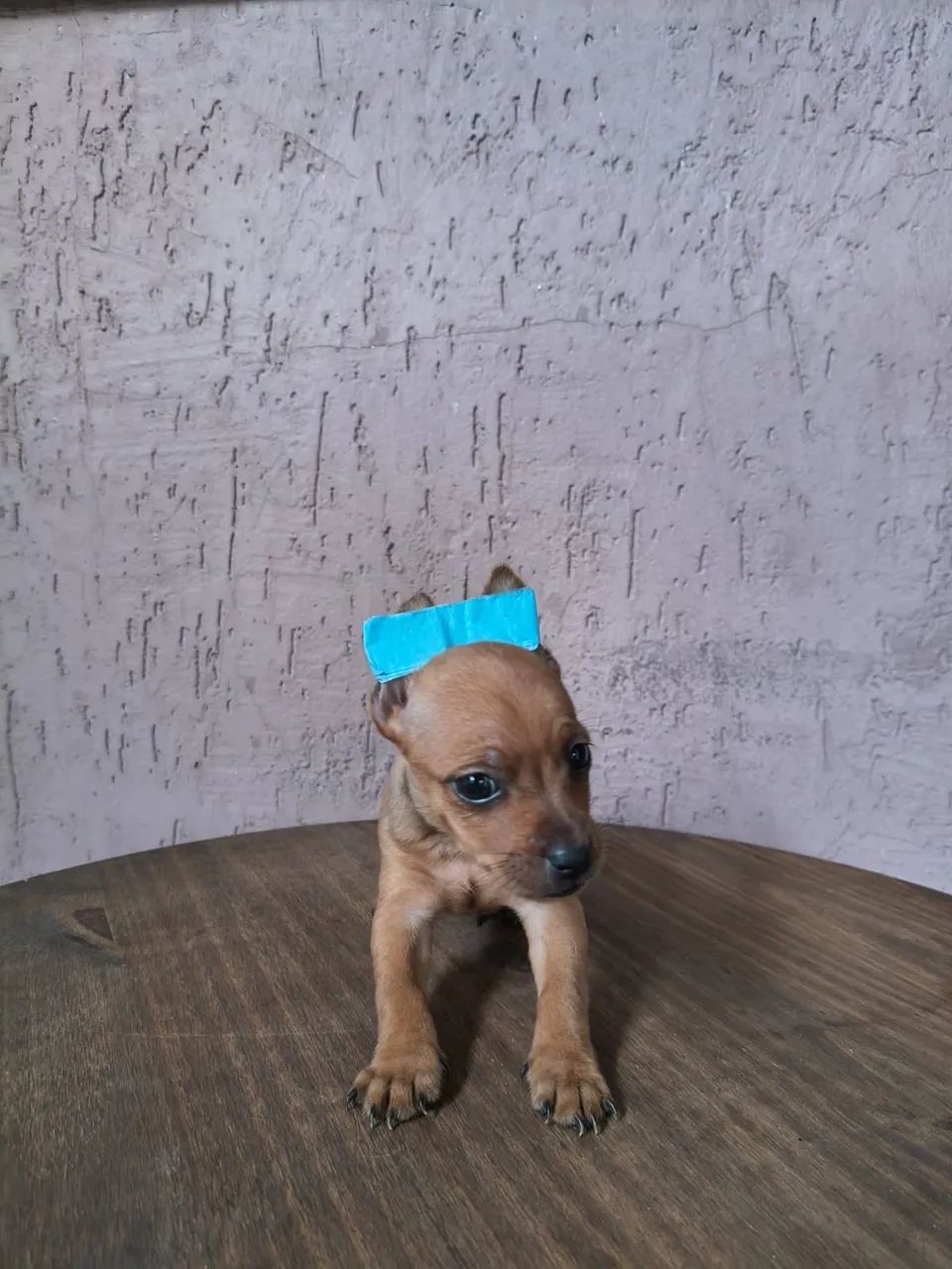 Pinscher 