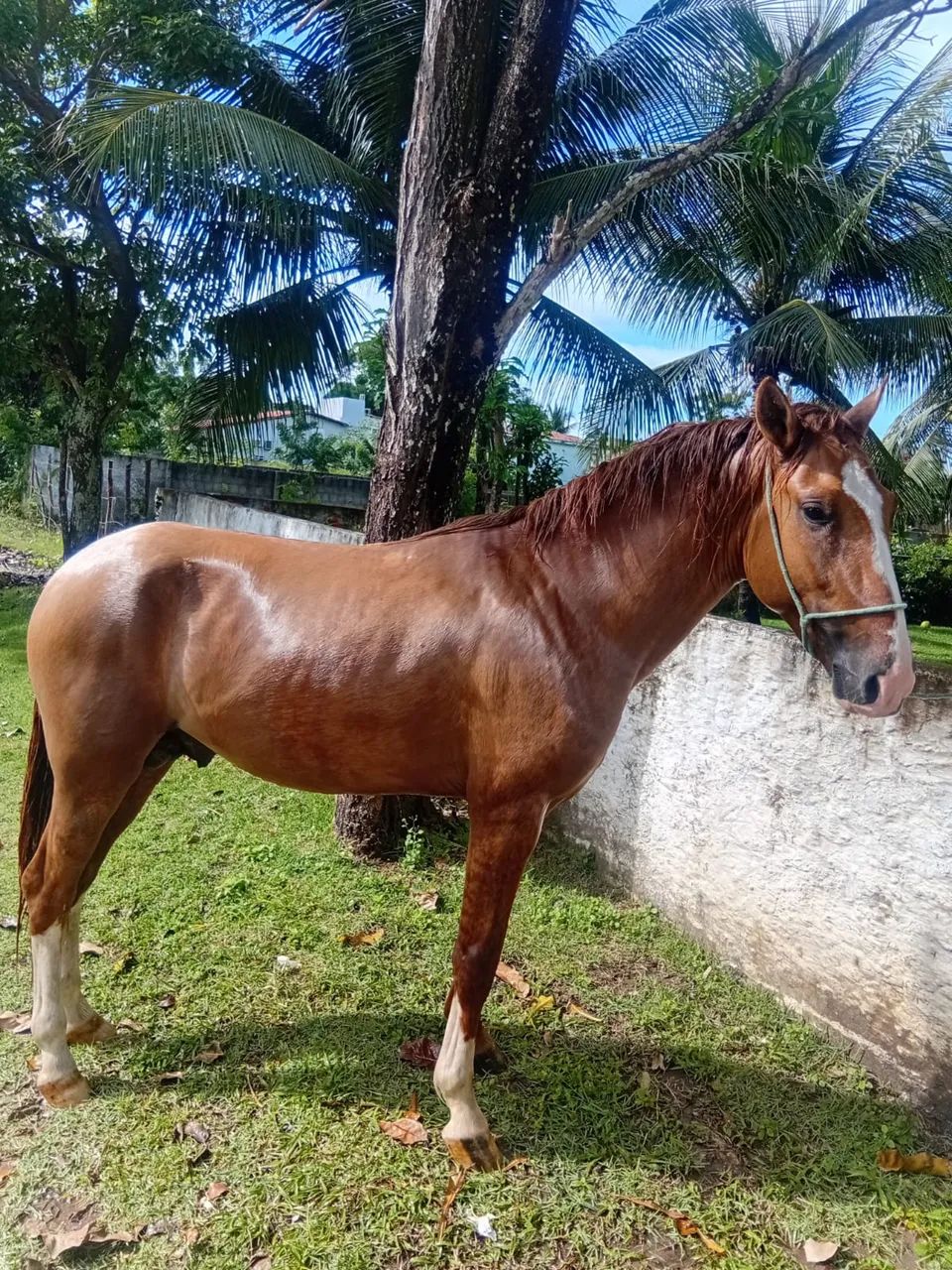 POTRO À VENDA - Quarto de Milha com Sangue Inglês - Foto 2