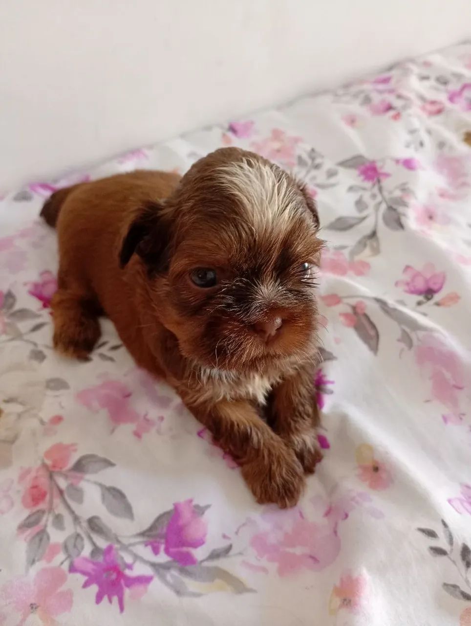 Filhotes de Shihtzu  - Foto 5