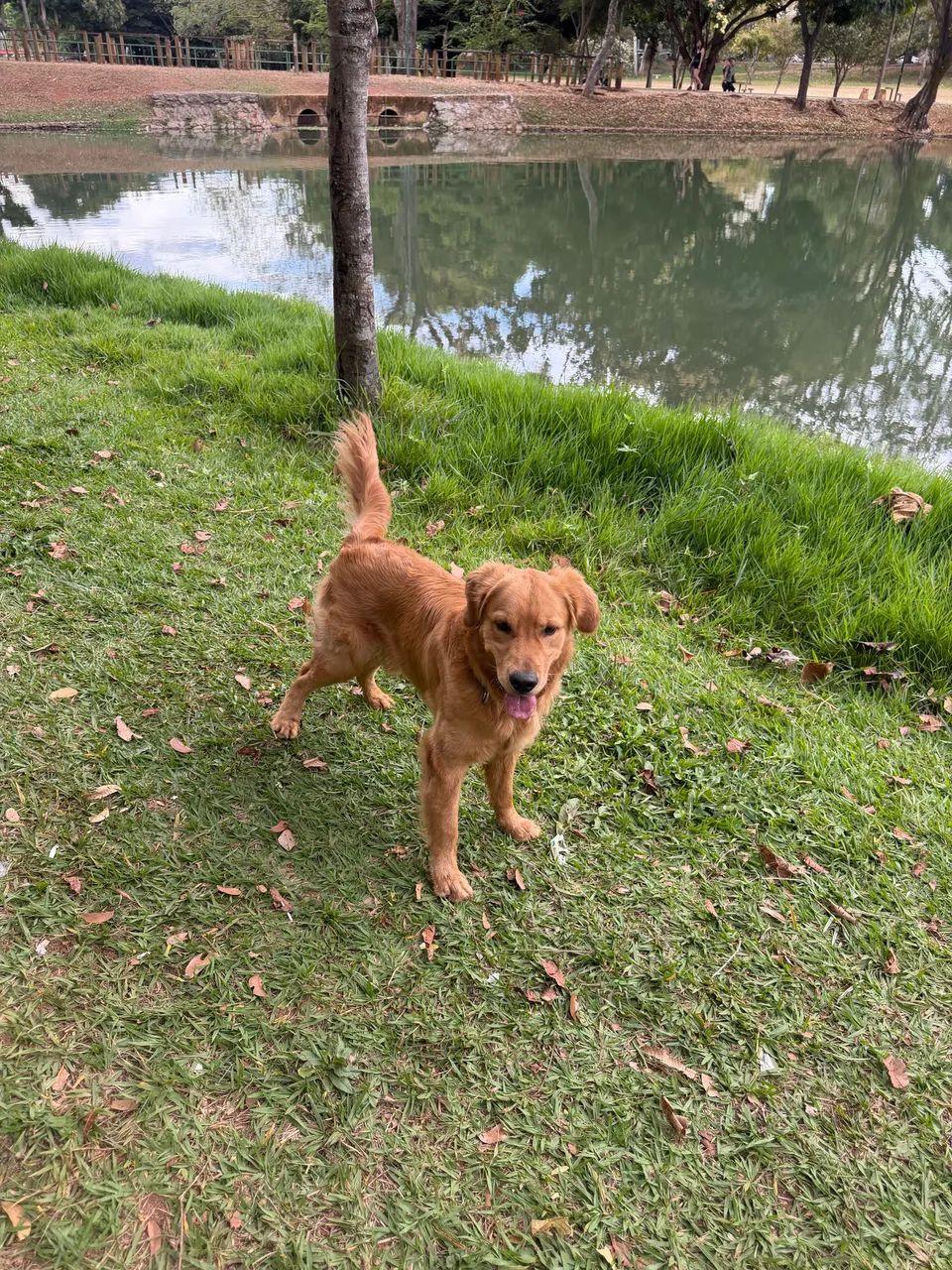 Cobertura (Golden Retriever)