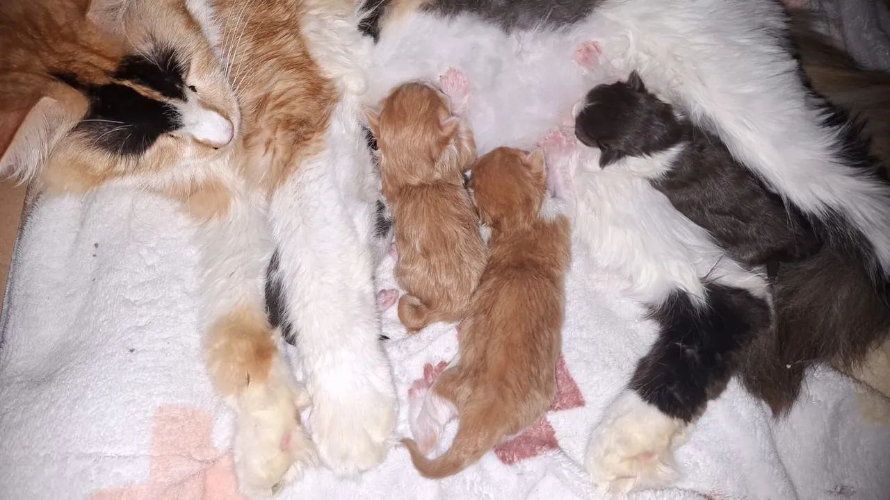 Maine Coon gatos filhotes disponíveis  - Foto 3