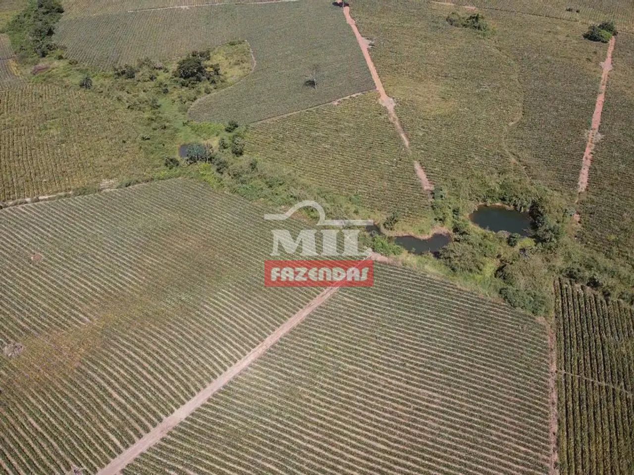 Fazenda 100 Alqueires (484 Hectares) Miranorte - TO - Foto 2