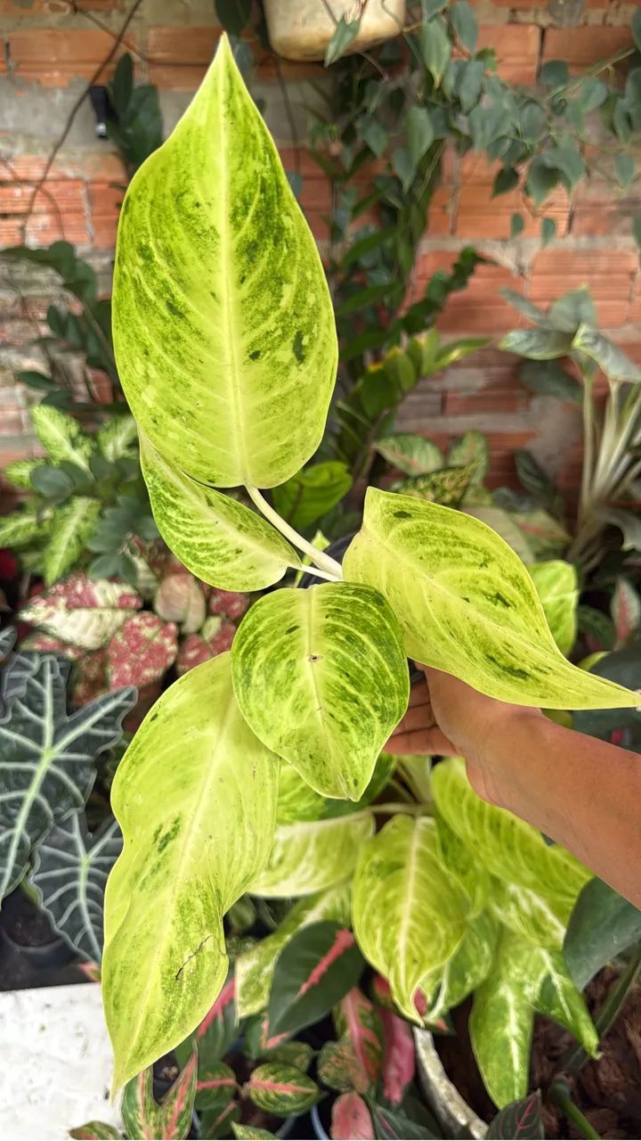 Plantas  - Foto 5