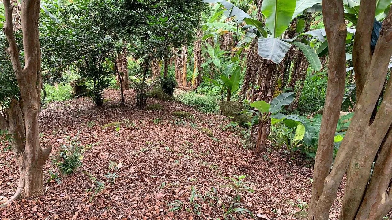 Belíssimo Sítio em Bicuda Grande - Macaé/RJ - Foto 5