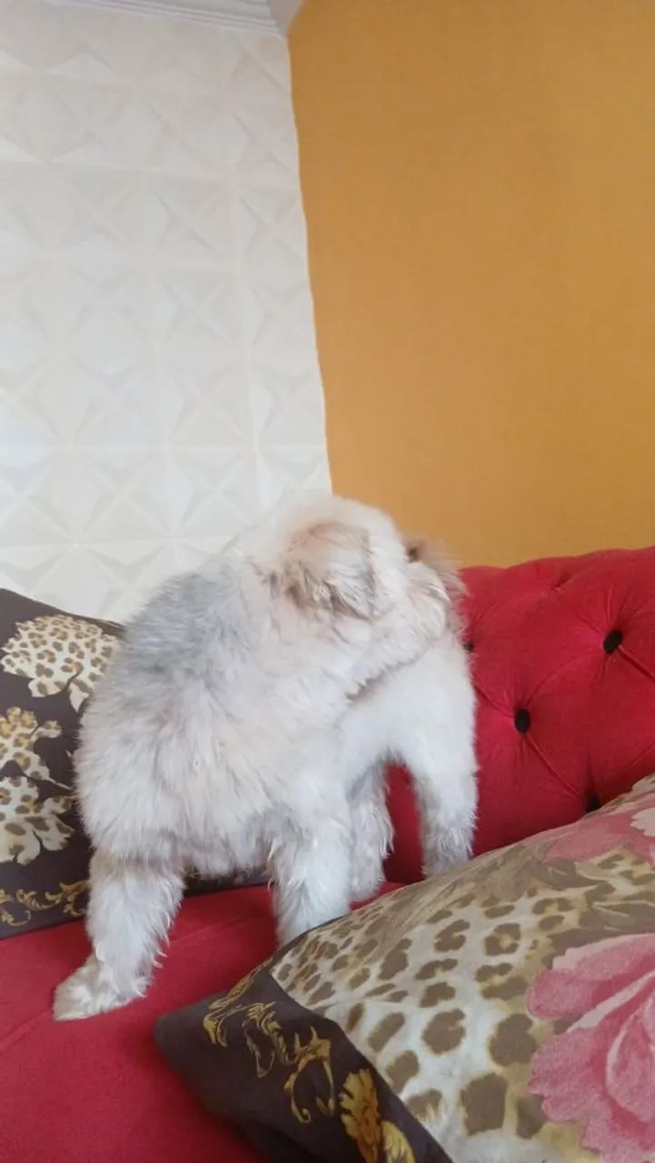 Adoção Responsável  - Foto 5