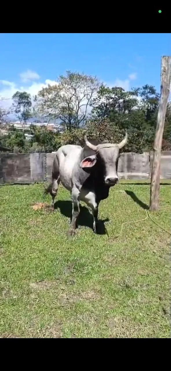  Vendo lindo Touro  - Foto 2