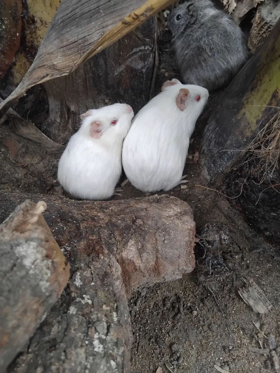 Vendo porquinhos da india. - Foto 2