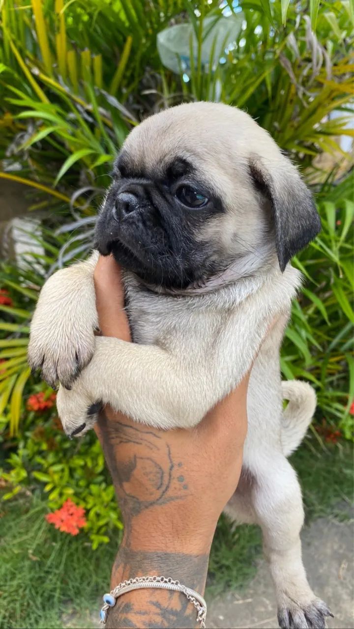 Pug 