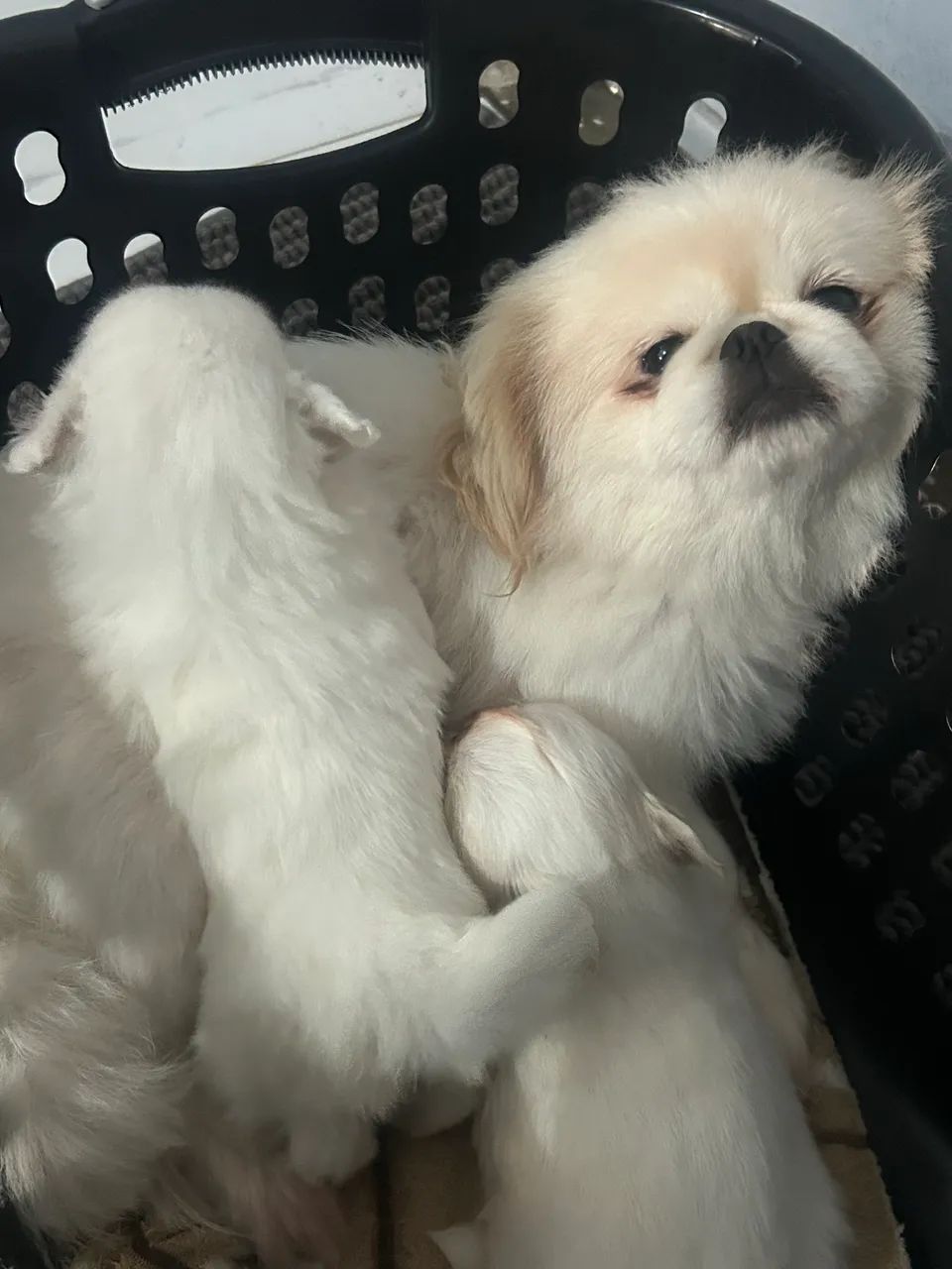 Cachorro - Foto 2