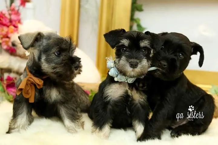 Schnauzer miniatura  - Foto 2