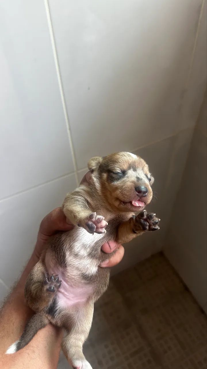 Filhotes de salsicha/Teckel/Basset Dachshund Miniatura/Anão  - Foto 5