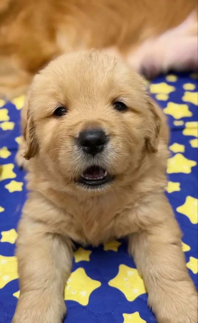 OPORTUNIDADE GOLDEN RETRIEVER F - Foto 2