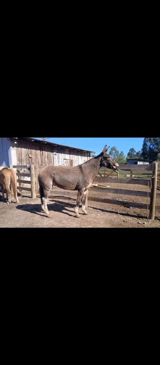 Vendo burro  - Foto 4