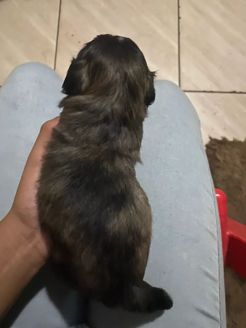 Filhotes de SHIH TZU  - Foto 4