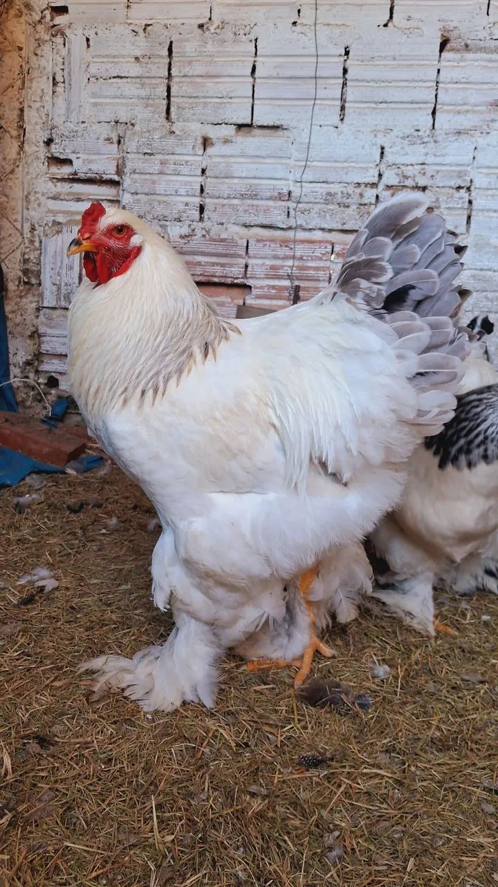 Franguinhos Brahma light  - Foto 4