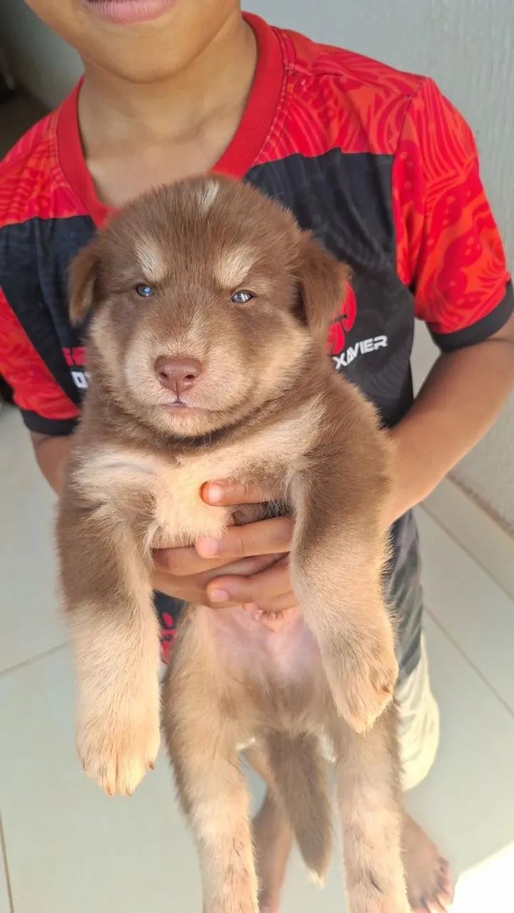 Husk siberiano  - Foto 2