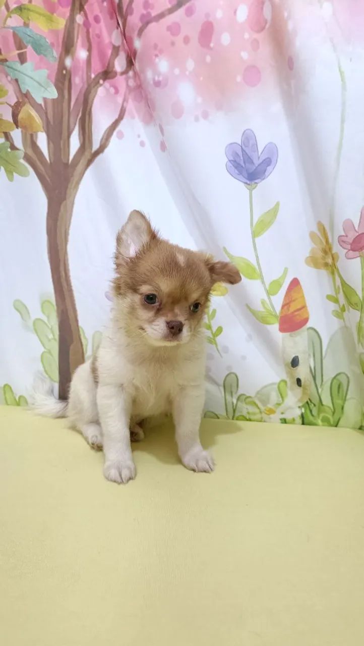 Fêmea chihuahua - Foto 2