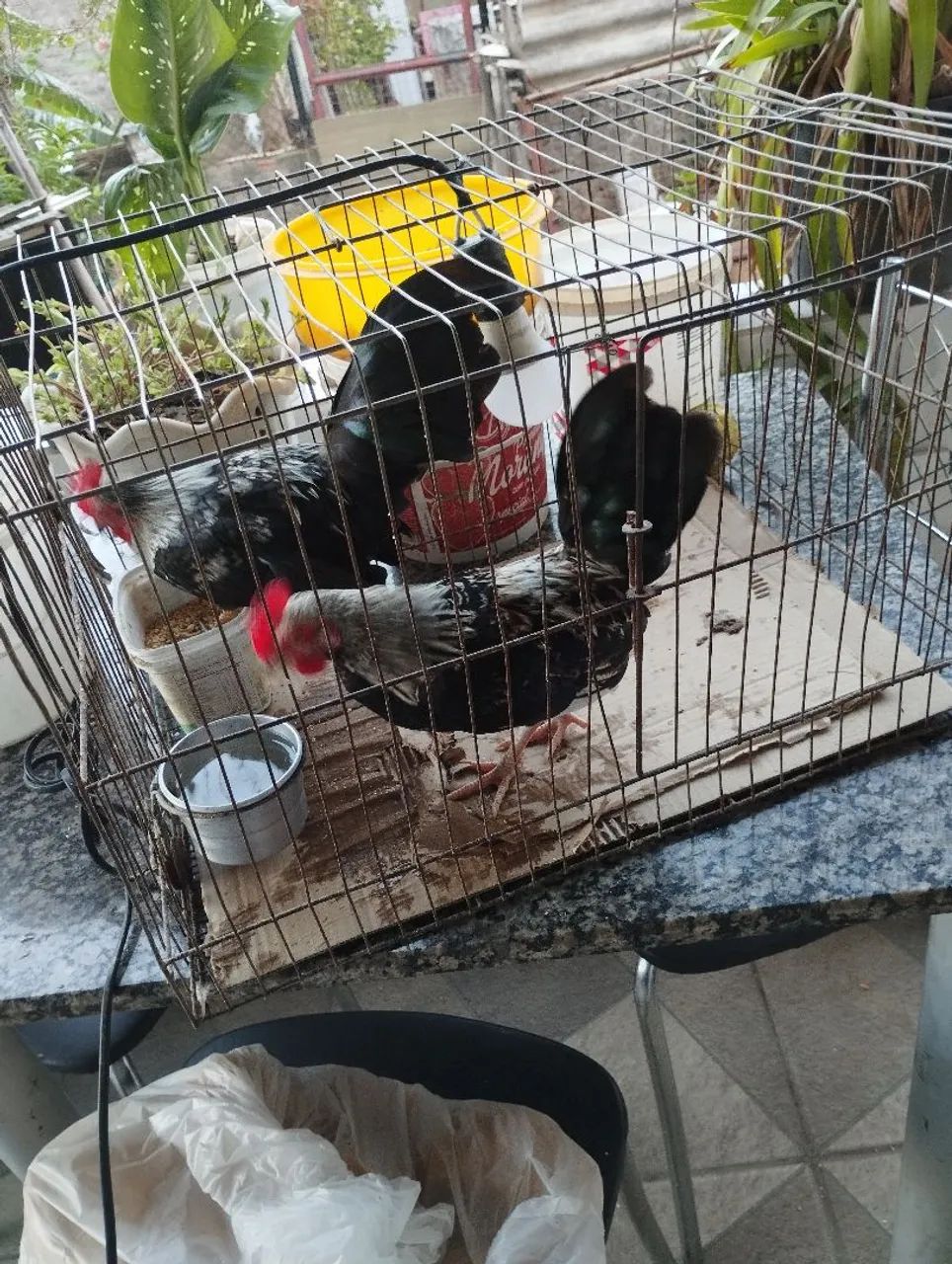 Galinhos mini galisé já estão cantando só 50,00 cada 