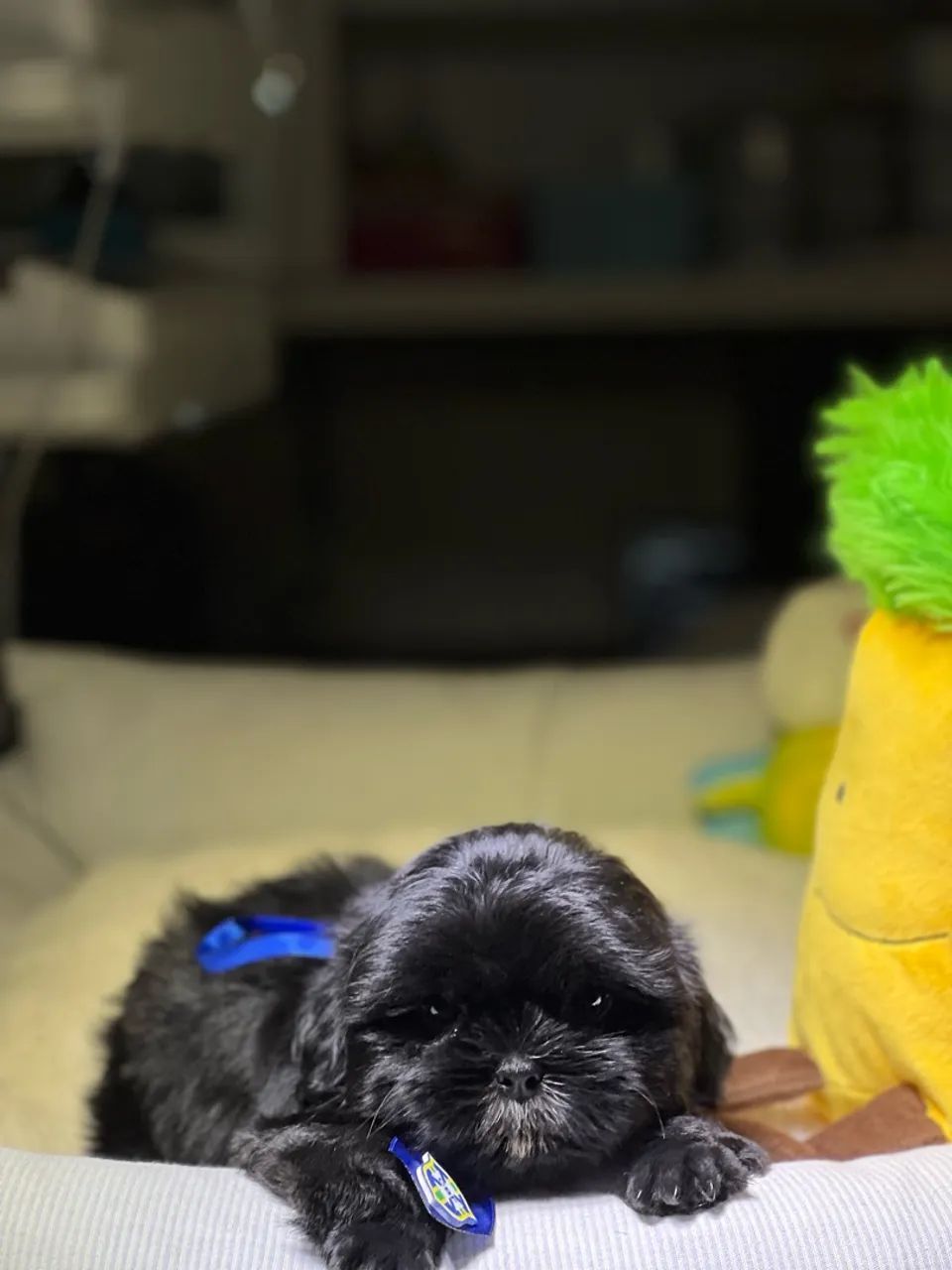 SHIHTZU MACHO - Foto 4