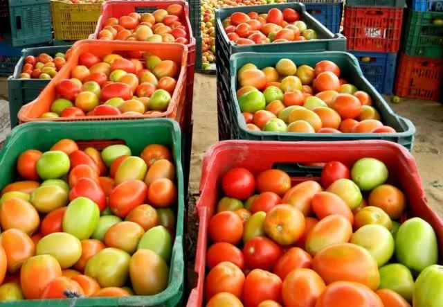 ? TOMATE DE PRIMEIRA DIRETO DO CEASA GOIÂNIA! ?