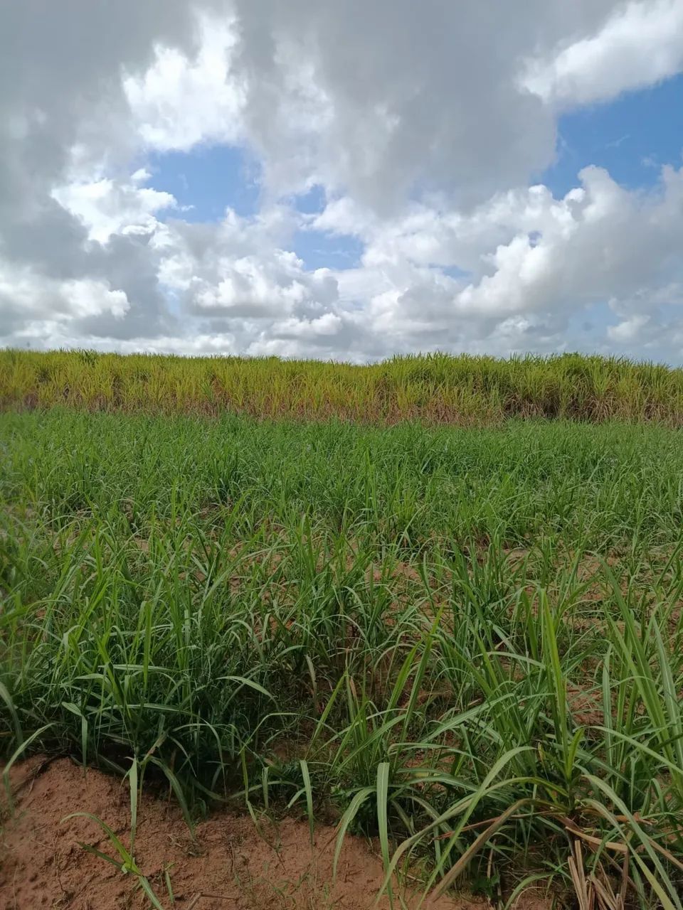 Vende-se lote  - Foto 4