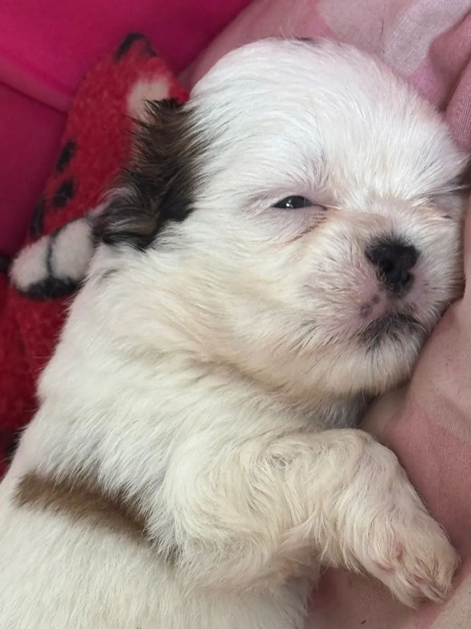 Cachorro Shitzu  - Foto 3