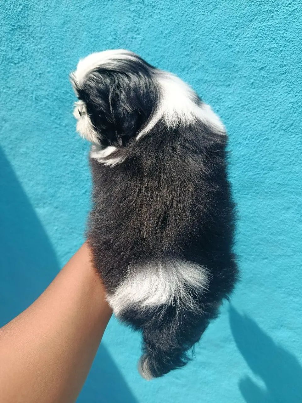 Shih tzu Macho  - Foto 3