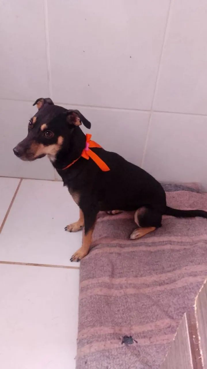 Para adoção!  - Foto 3