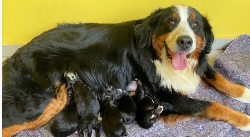 Bernese Montain dog  - Foto 2